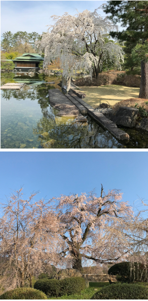 桜の名所