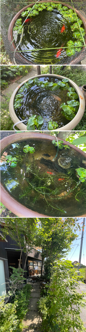 鉢の金魚たち